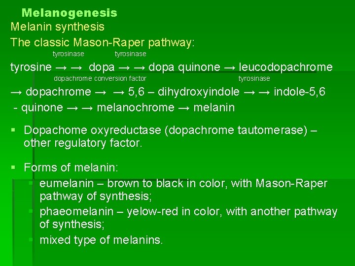 Melanogenesis Melanin synthesis The classic Mason-Raper pathway: tyrosinase tyrosine → → dopa quinone →