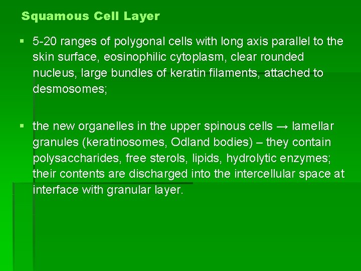 Squamous Cell Layer § 5 -20 ranges of polygonal cells with long axis parallel