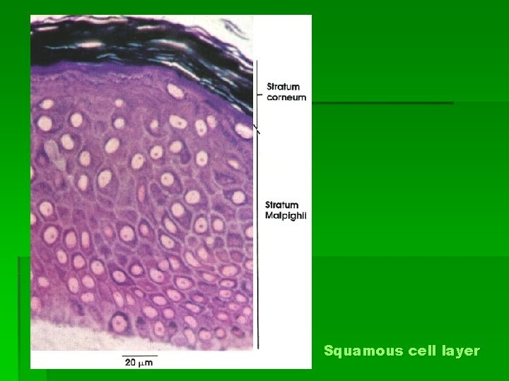 Squamous cell layer 