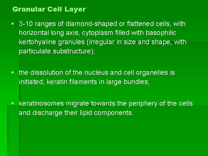 Granular Cell Layer § 3 -10 ranges of diamond-shaped or flattened cells, with horizontal