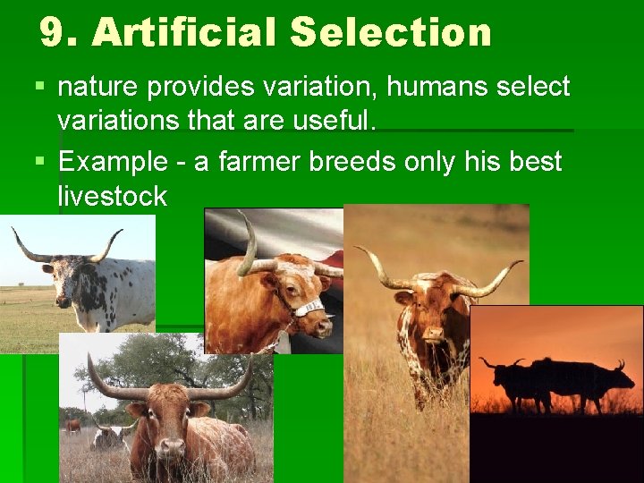 9. Artificial Selection § nature provides variation, humans select variations that are useful. §