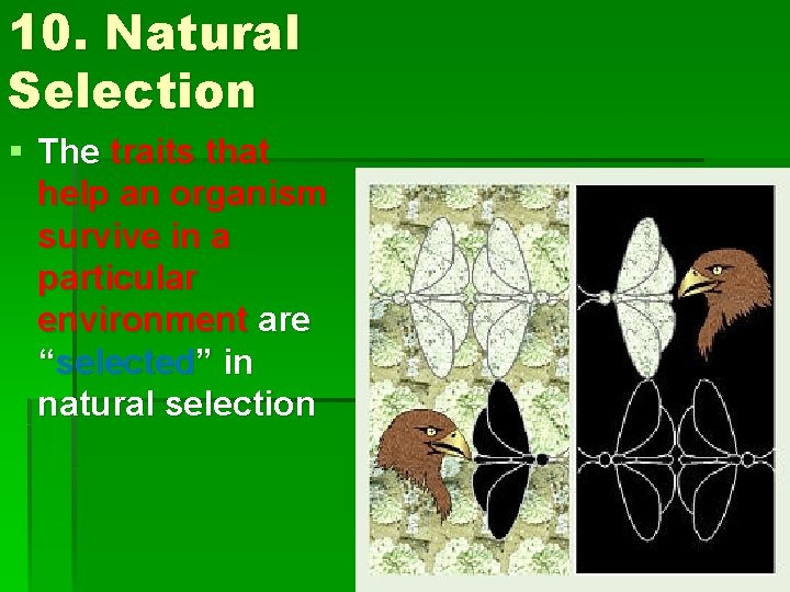 10. Natural Selection § The traits that help an organism survive in a particular