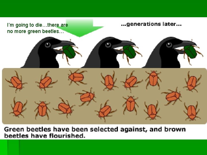 I’m going to die…there are no more green beetles… 