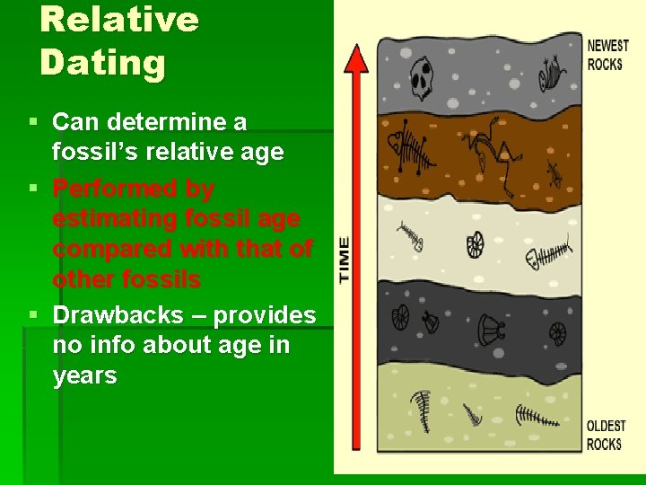Relative Dating § Can determine a fossil’s relative age § Performed by estimating fossil
