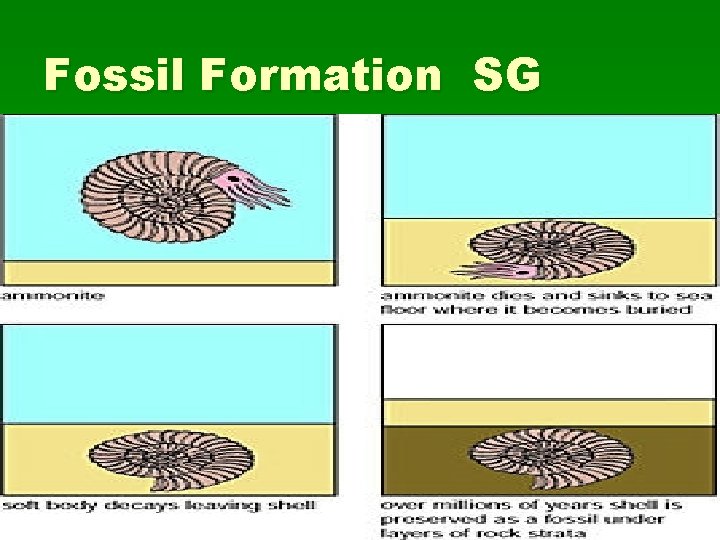 Fossil Formation SG 