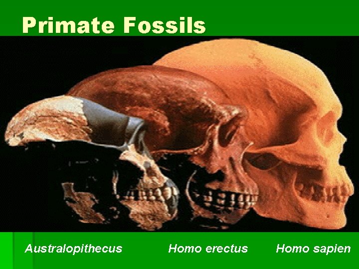 Primate Fossils Australopithecus Homo erectus Homo sapien 