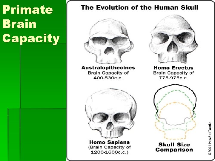 Primate Brain Capacity 