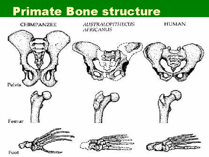 Primate Bone structure 
