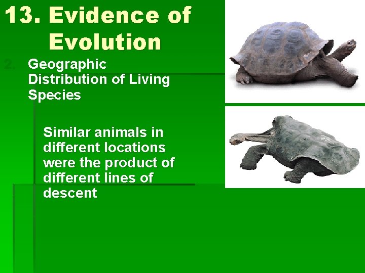 13. Evidence of Evolution 2. Geographic Distribution of Living Species Similar animals in different