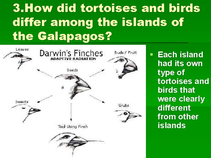 3. How did tortoises and birds differ among the islands of the Galapagos? §