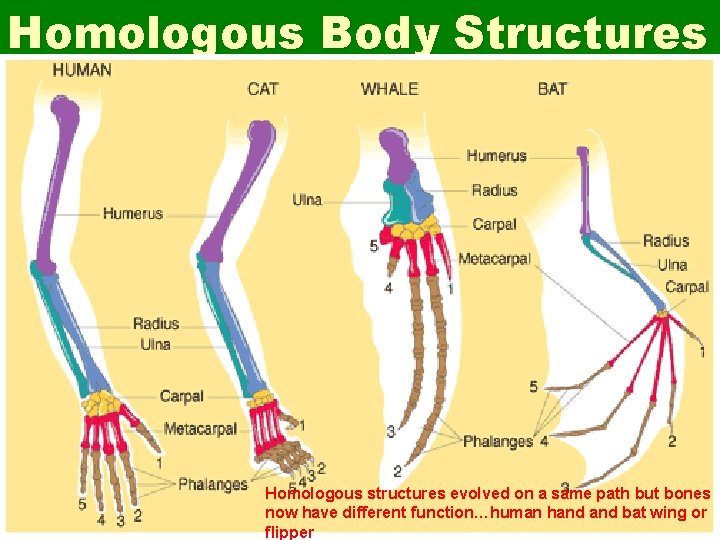 Homologous Body Structures Homologous structures evolved on a same path but bones now have