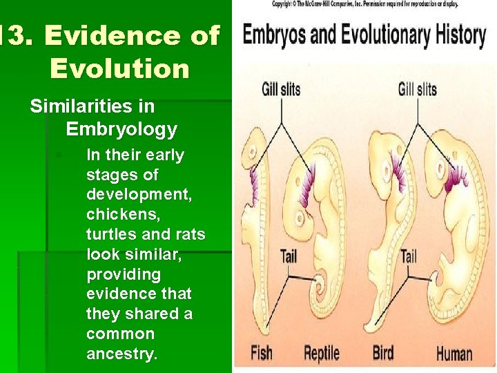 13. Evidence of Evolution Similarities in Embryology § In their early stages of development,