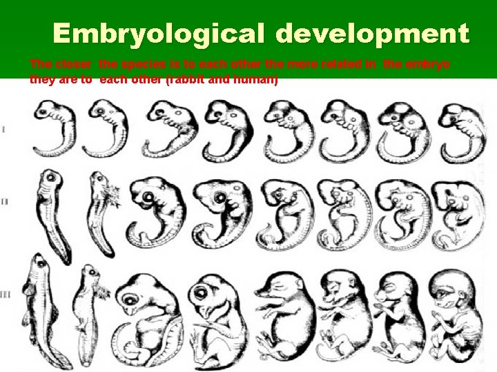 Embryological development The closer the species is to each other the more related in