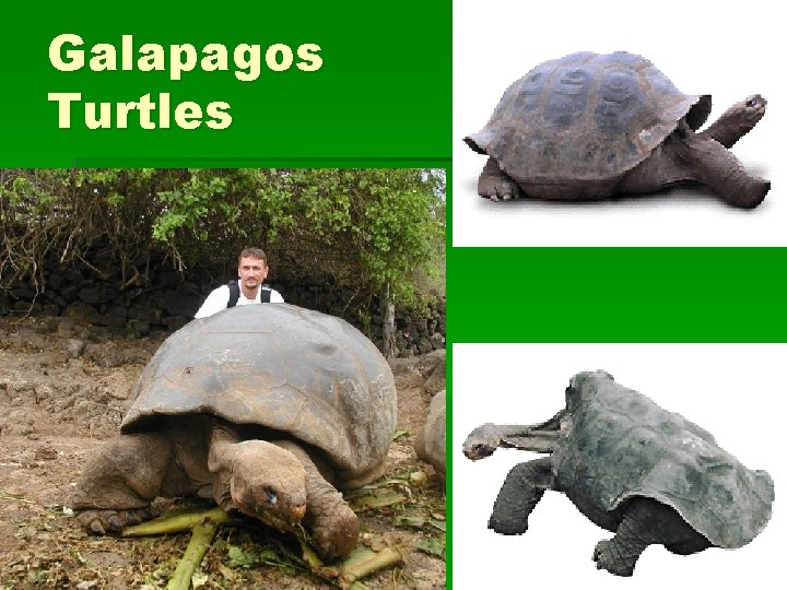Galapagos Turtles 