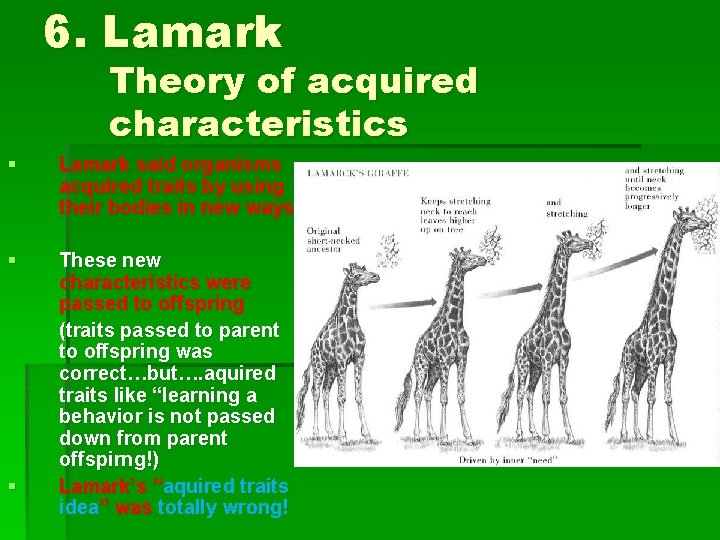 6. Lamark Theory of acquired characteristics § Lamark said organisms acquired traits by using