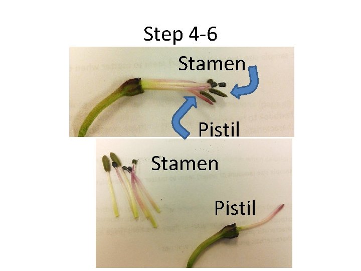 Step 4 -6 Stamen Pistil 