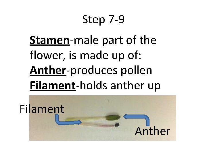Step 7 -9 Stamen-male part of the flower, is made up of: Anther-produces pollen