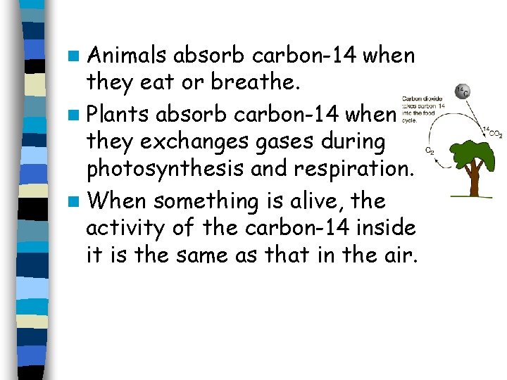 n Animals absorb carbon-14 when they eat or breathe. n Plants absorb carbon-14 when
