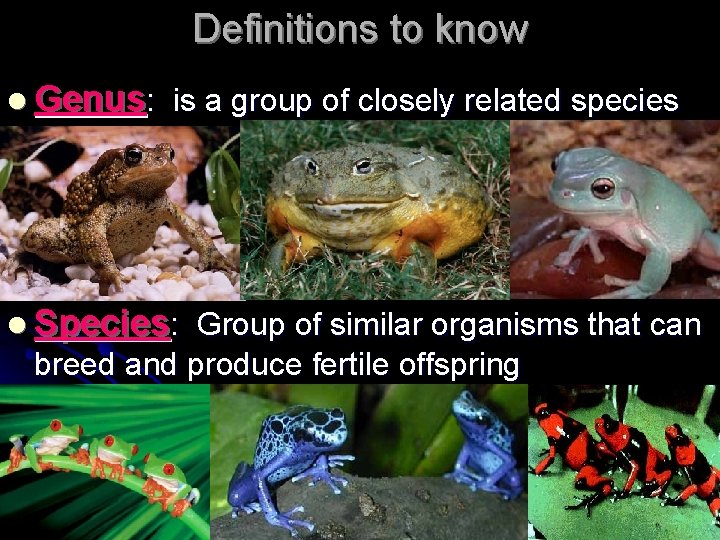 Definitions to know l Genus: is a group of closely related species l Species: