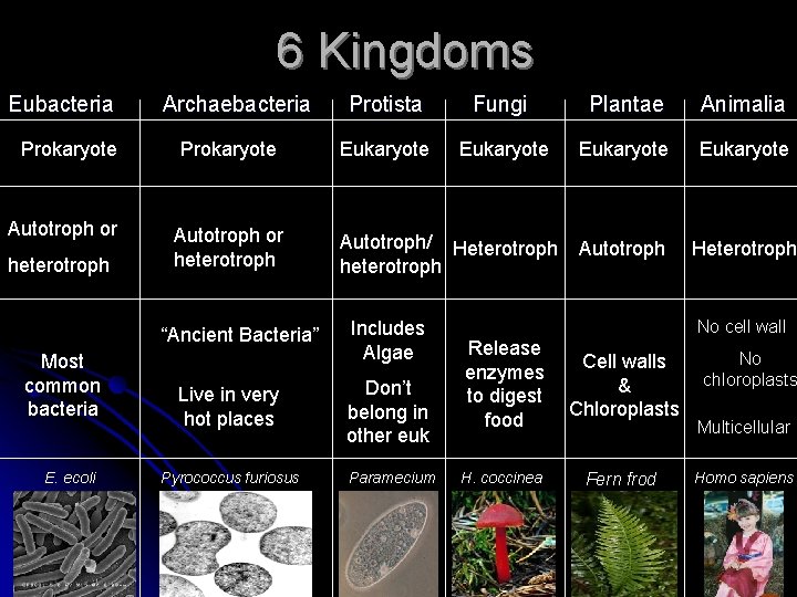 6 Kingdoms Eubacteria Prokaryote Autotroph or heterotroph Archaebacteria Prokaryote Autotroph or heterotroph “Ancient Bacteria”