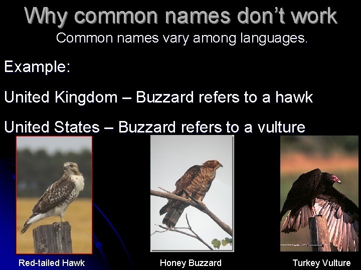 Why common names don’t work Common names vary among languages. Example: United Kingdom –