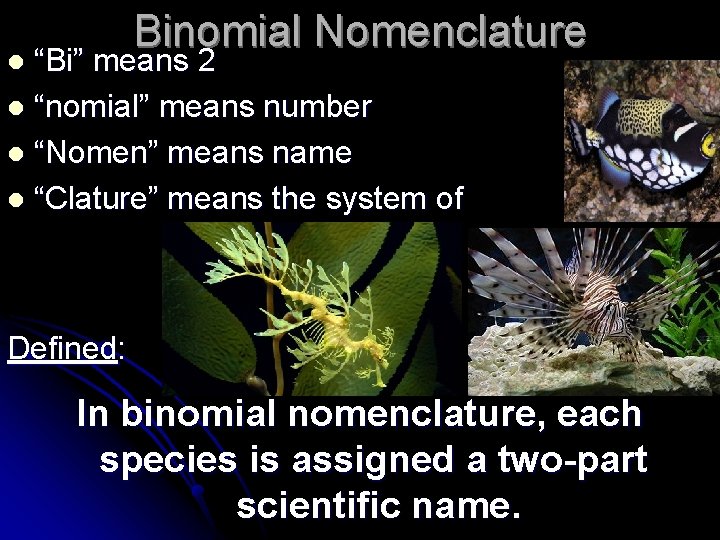 Binomial Nomenclature “Bi” means 2 l “nomial” means number l “Nomen” means name l