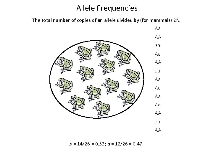 Allele Frequencies The total number of copies of an allele divided by (for mammals)