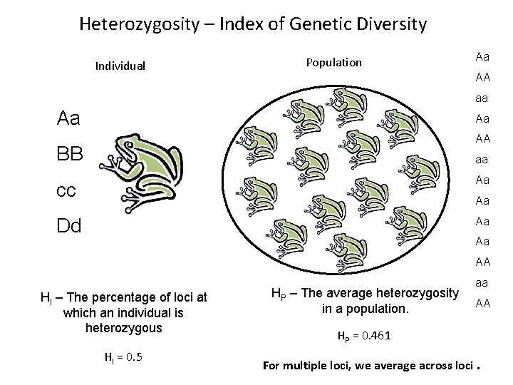Heterozygosity – Index of Genetic Diversity Individual Population Aa AA aa Aa Aa AA