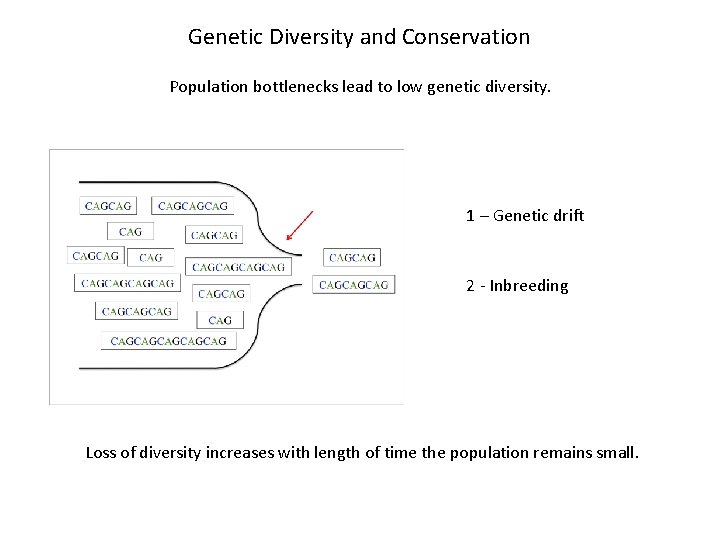 Genetic Diversity and Conservation Population bottlenecks lead to low genetic diversity. 1 – Genetic