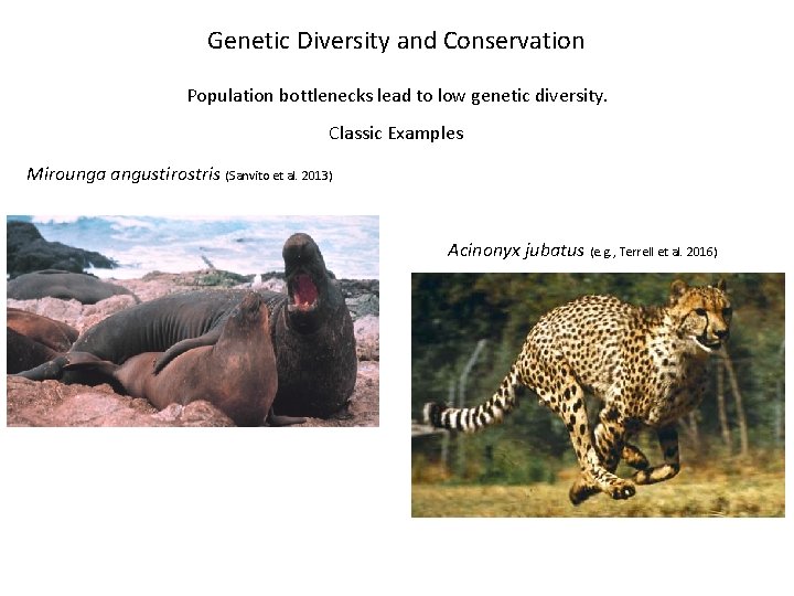 Genetic Diversity and Conservation Population bottlenecks lead to low genetic diversity. Classic Examples Mirounga