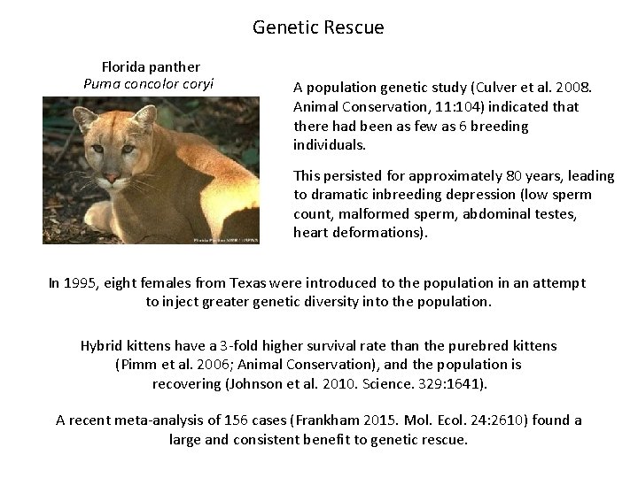 Genetic Rescue Florida panther Puma concolor coryi A population genetic study (Culver et al.