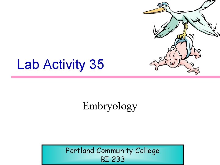 Lab Activity 35 Embryology Portland Community College BI 233 