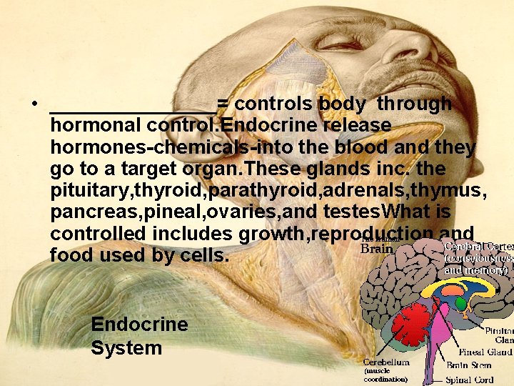  • ________= controls body through hormonal control. Endocrine release hormones chemicals into the