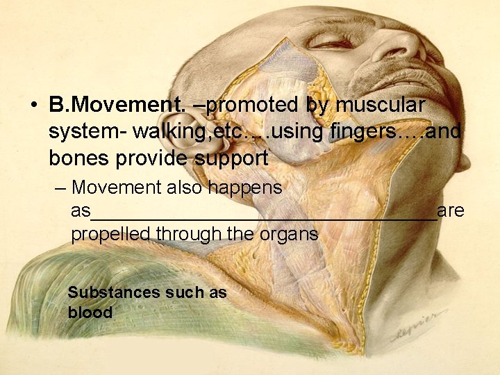  • B. Movement. –promoted by muscular system- walking, etc…. using fingers…. and bones
