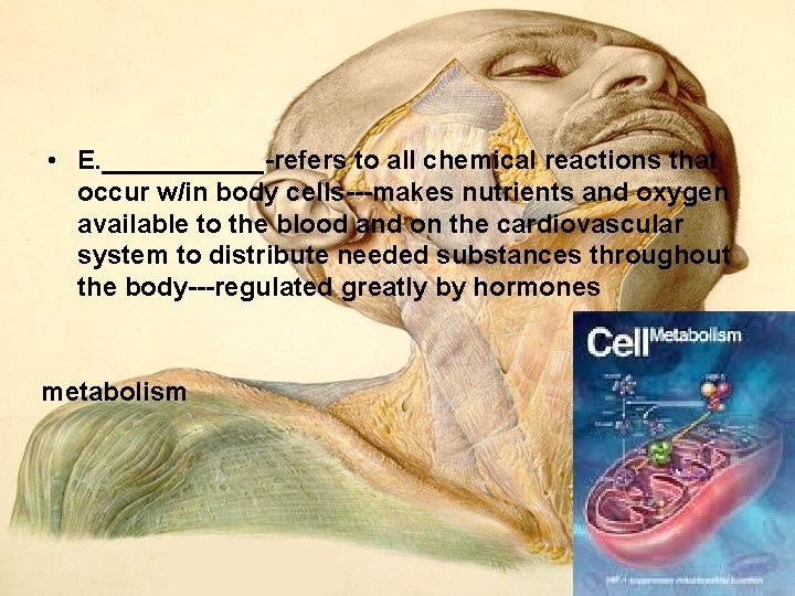• E. ______ refers to all chemical reactions that occur w/in body cells • E. ______ refers to all chemical reactions that occur w/in body cells