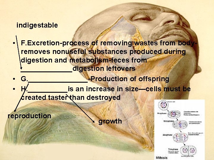 indigestable • F. Excretion process of removing wastes from body removes nonuseful substances produced