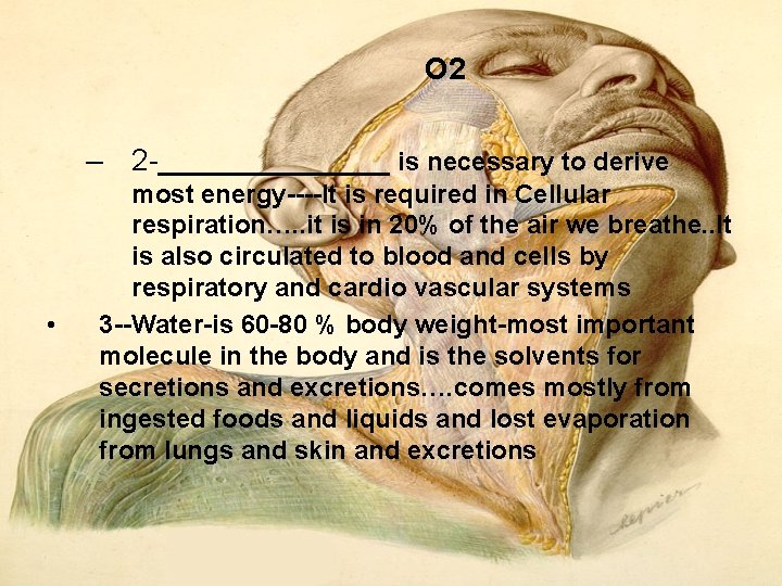 O 2 – 2 -________ is necessary to derive • most energy It is