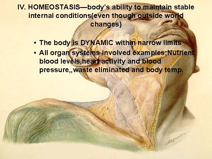 IV. HOMEOSTASIS—body’s ability to maintain stable internal conditions(even though outside world changes) • The IV. HOMEOSTASIS—body’s ability to maintain stable internal conditions(even though outside world changes) • The