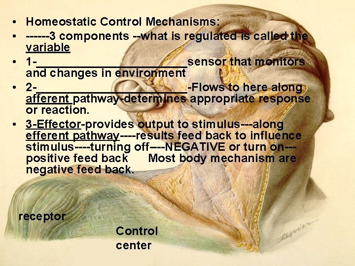 • Homeostatic Control Mechanisms: • 3 components what is regulated is called the • Homeostatic Control Mechanisms: • 3 components what is regulated is called the