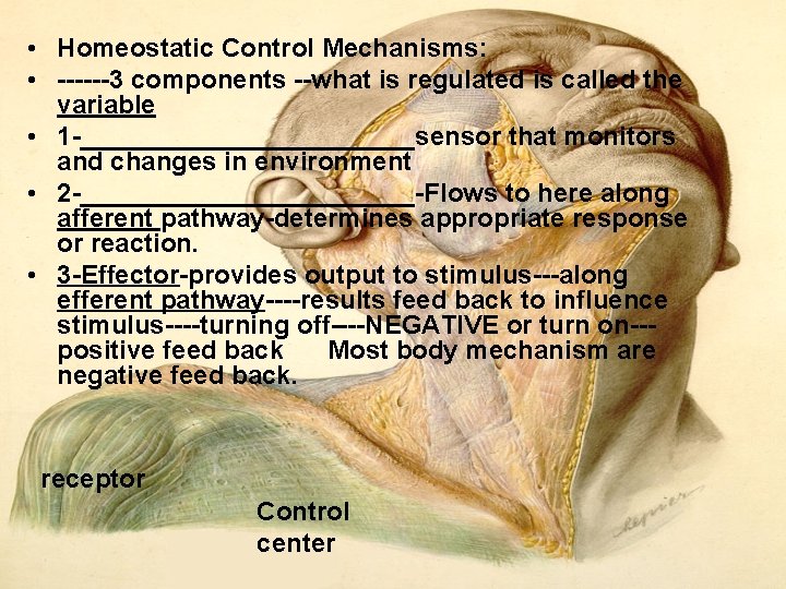  • Homeostatic Control Mechanisms: • 3 components what is regulated is called the