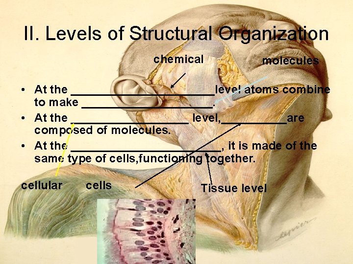 II. Levels of Structural Organization chemical molecules • At the ___________level atoms combine to