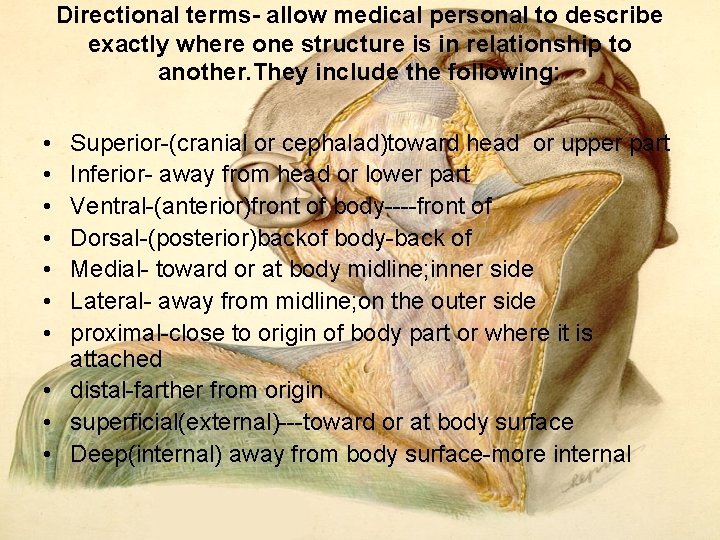 Directional terms allow medical personal to describe exactly where one structure is in relationship Directional terms allow medical personal to describe exactly where one structure is in relationship