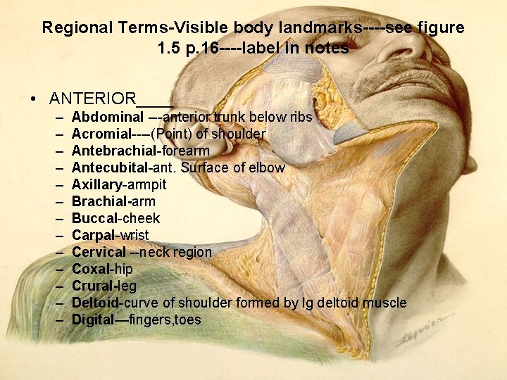 Regional Terms Visible body landmarks see figure 1. 5 p. 16 label in notes Regional Terms Visible body landmarks see figure 1. 5 p. 16 label in notes