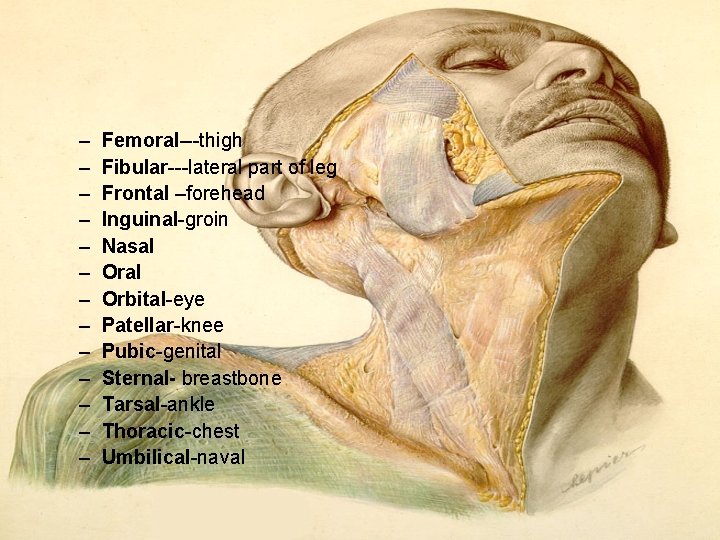 – – – – Femoral---thigh Fibular---lateral part of leg Frontal –forehead Inguinal-groin Nasal Orbital-eye – – – – Femoral---thigh Fibular---lateral part of leg Frontal –forehead Inguinal-groin Nasal Orbital-eye