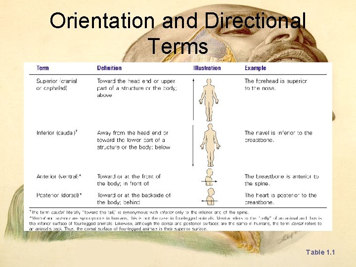 Orientation and Directional Terms Table 1. 1 