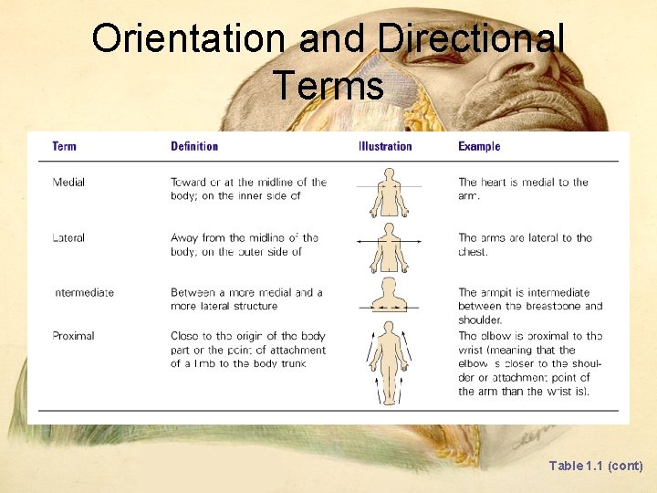 Orientation and Directional Terms Table 1. 1 (cont) Orientation and Directional Terms Table 1. 1 (cont)