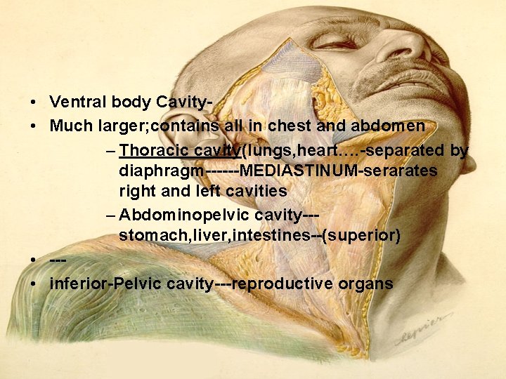 • Ventral body Cavity • Much larger; contains all in chest and abdomen • Ventral body Cavity • Much larger; contains all in chest and abdomen