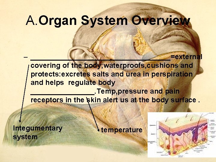 A. Organ System Overview – __________________=external covering of the body; waterproofs, cushions and protects: A. Organ System Overview – __________________=external covering of the body; waterproofs, cushions and protects: