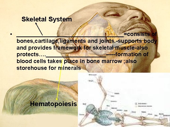 Skeletal System • _________________=consists of bones, cartilage, ligaments and joints. supports body and provides Skeletal System • _________________=consists of bones, cartilage, ligaments and joints. supports body and provides