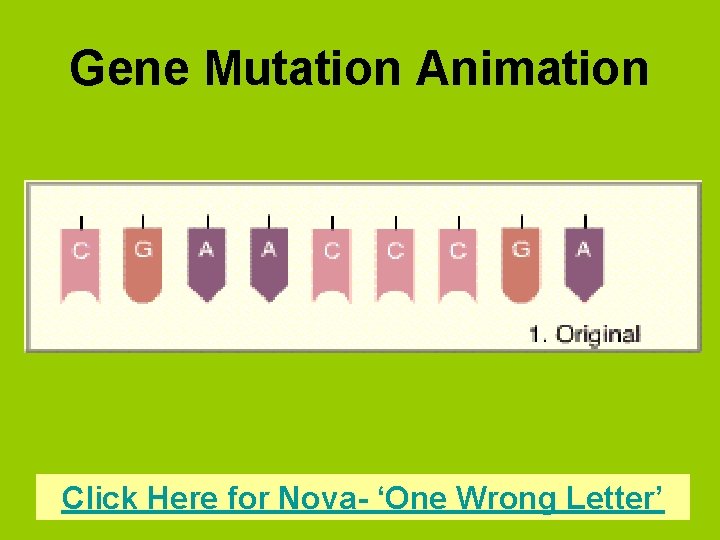 Gene Mutation Animation Click Here for Nova- ‘One Wrong Letter’ 